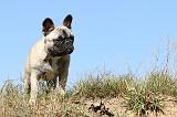 BOULEDOGUE FRANCAIS 502